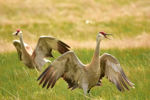 Alcona library series explores the enduring legacy of sandhill cranes